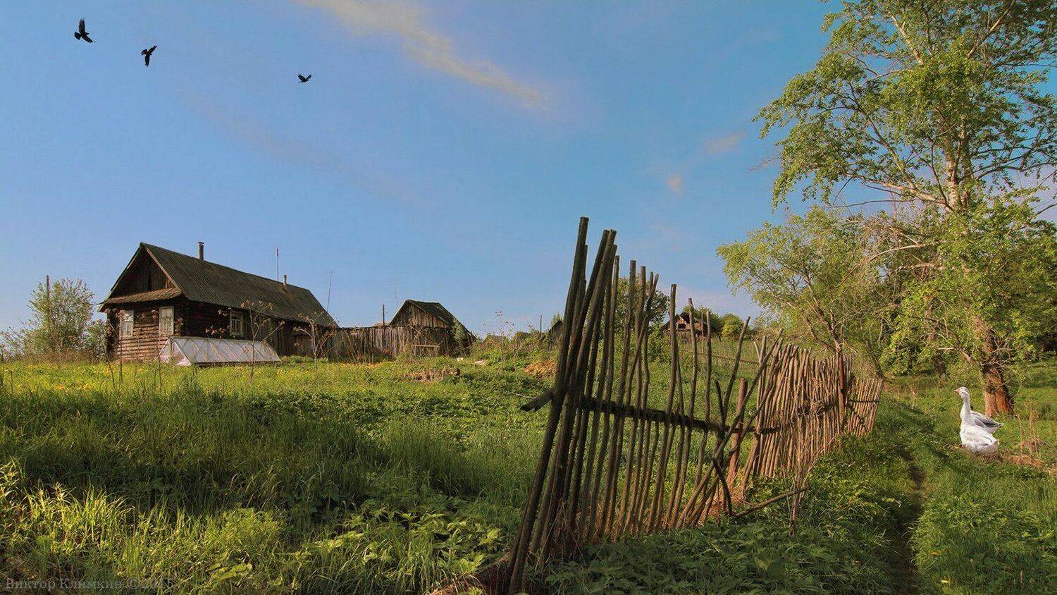 Гуси, Деревня, Забор, Лето, Виктор Климкин