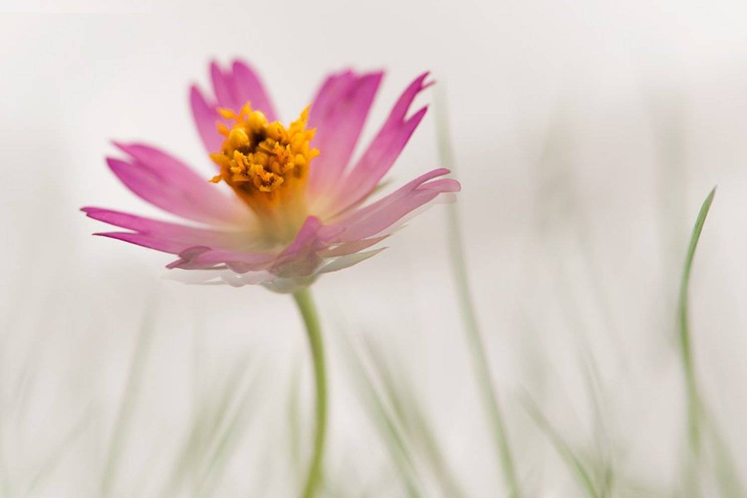 flower, pink, minimal is , Budi Gunawan