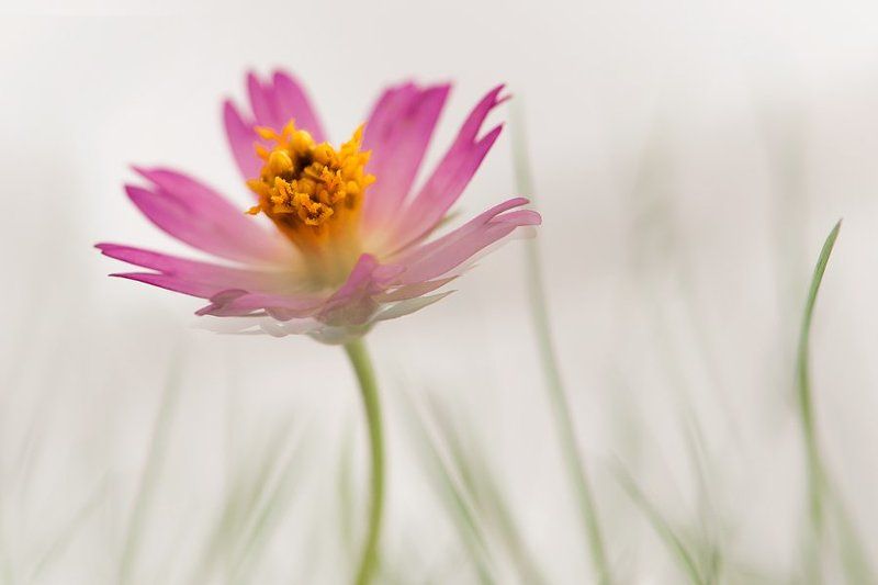 flower, pink, minimal is  spirit фото превью