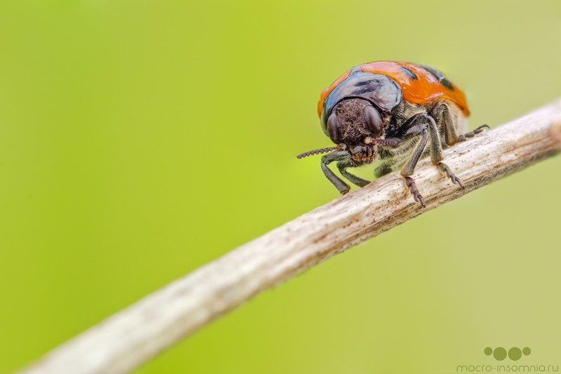 жук, капли, макро, насекомые, роса, утро Утро фото превью