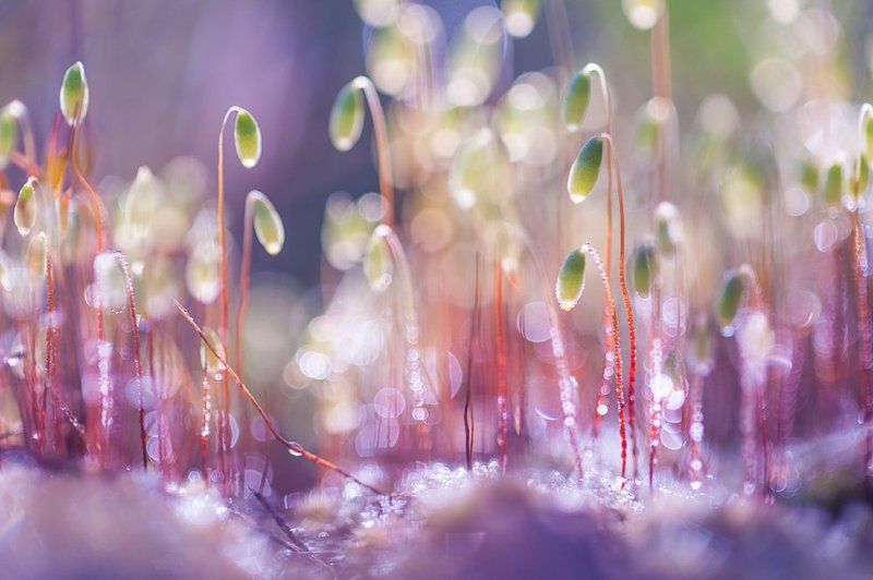 макро мох весна роса утро Волшебное царство фото превью