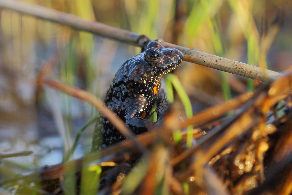 , Роман Рысь