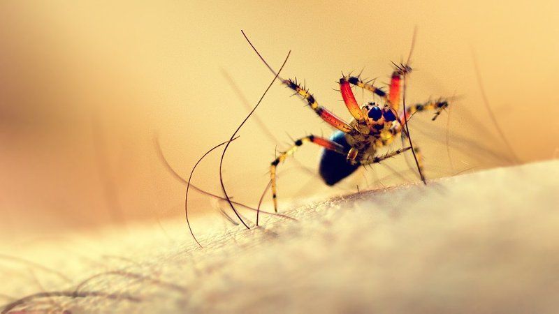 макро, паук Паук фото превью