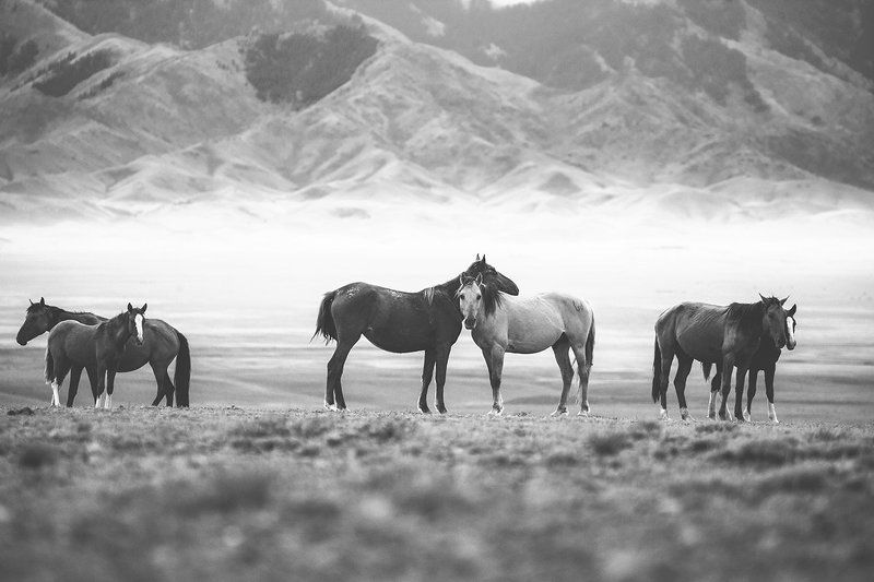 Граница Казахстана и Киргизии фото превью