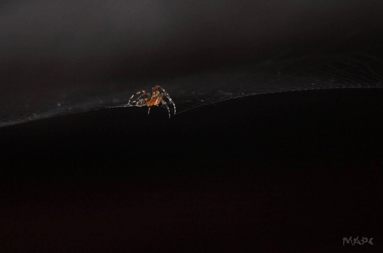 , Шангареев Марс