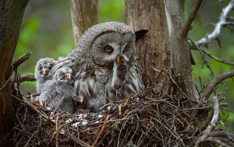 мы делили апельсин.... фото превью