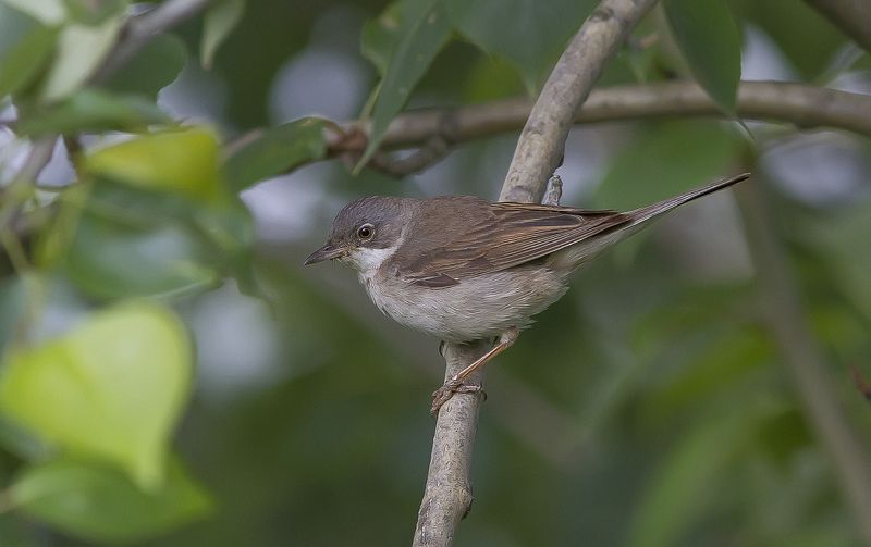 Славка Славка серая фото превью