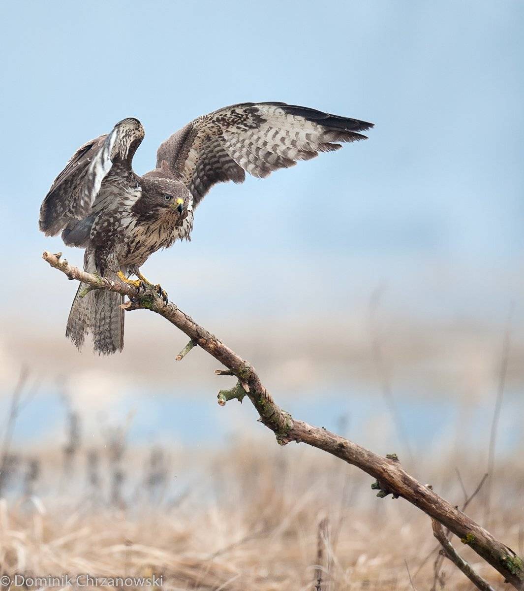 , Dominik Chrzanowski