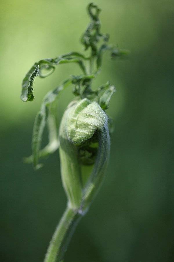 , Сергей Таланов