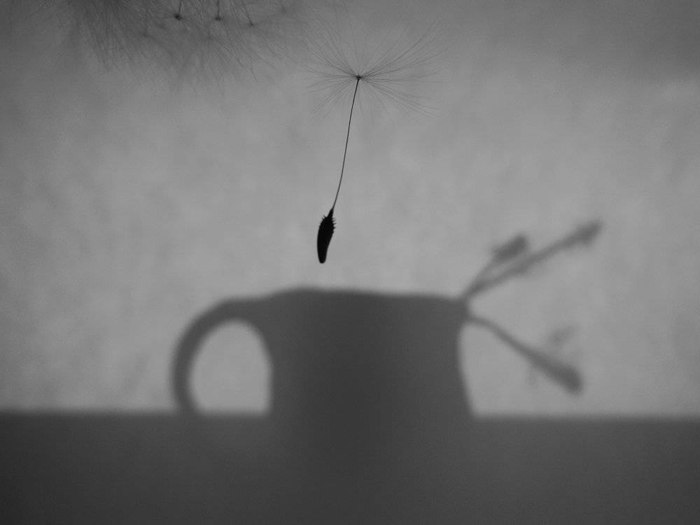 Blackandwhite, Dandelion, Ксения