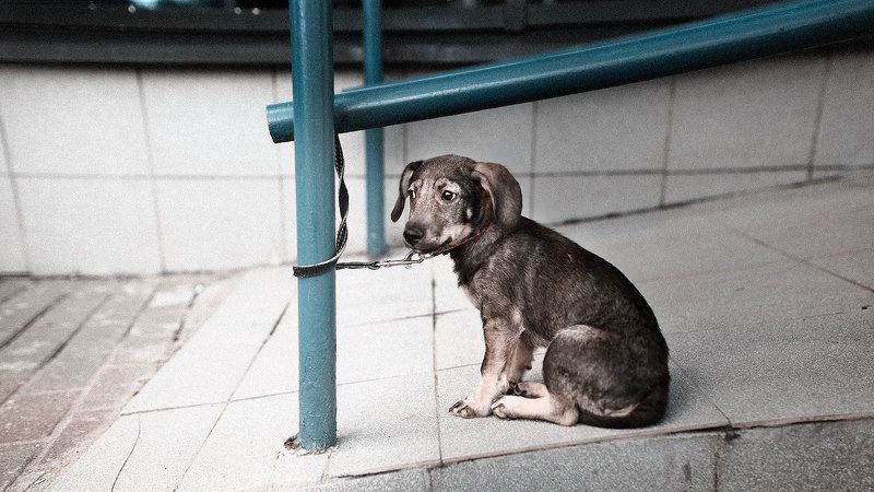 В ожидании фото превью
