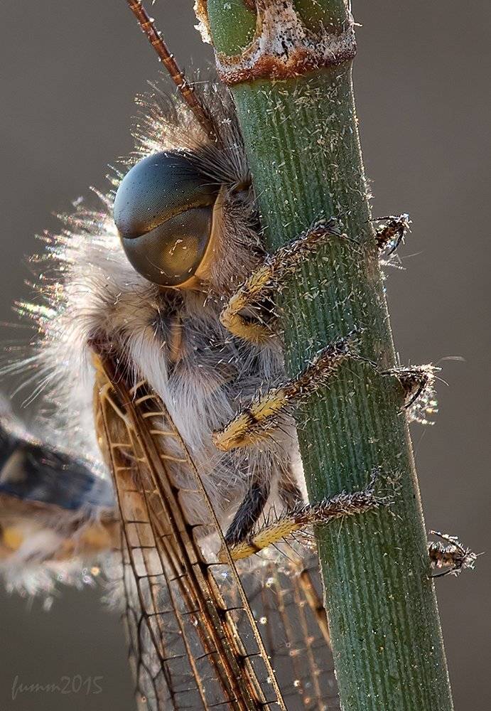 , Игорь ФУММ