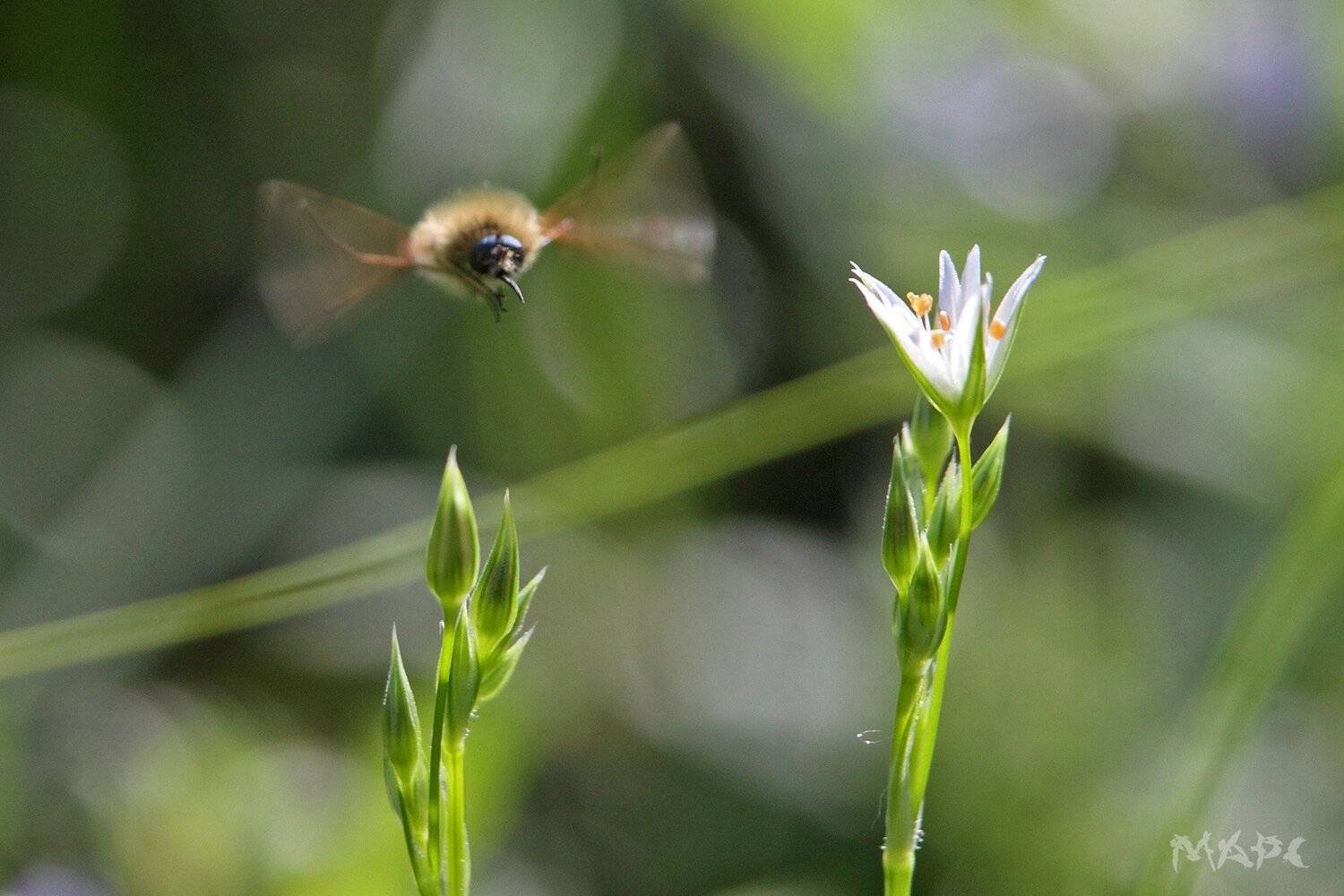 , Шангареев Марс