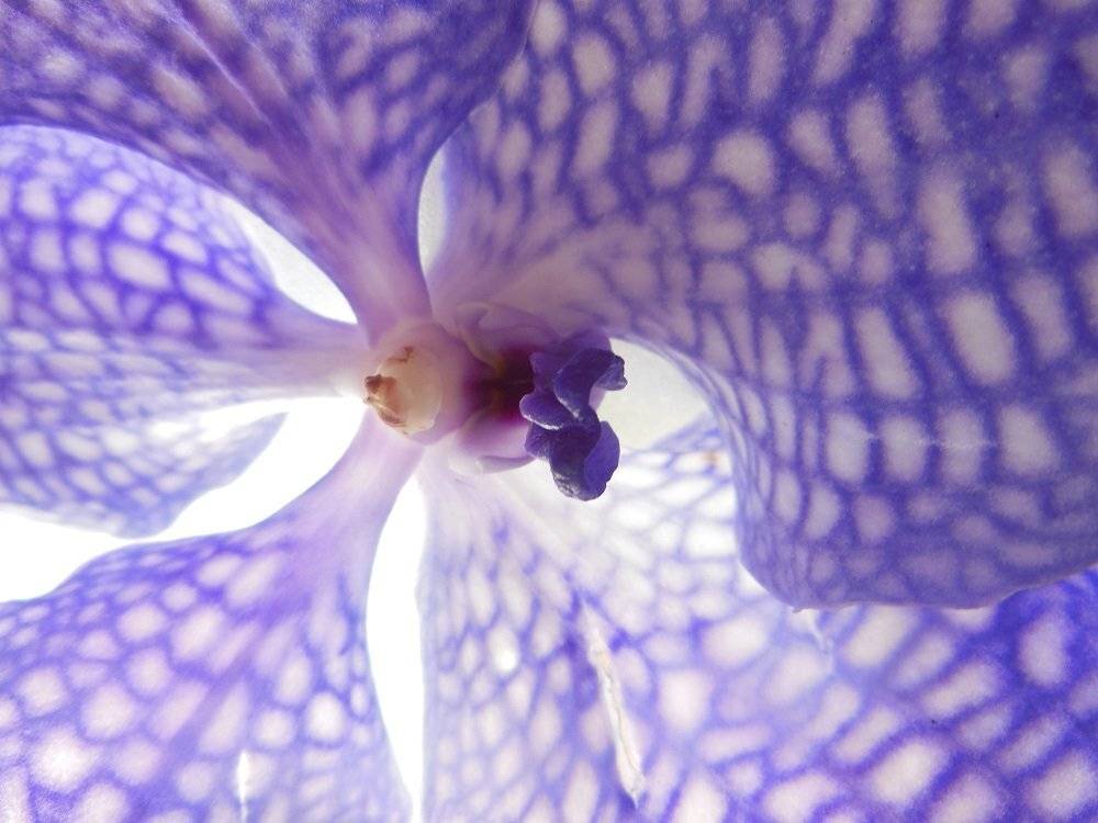 Flower, Macro, Ксения