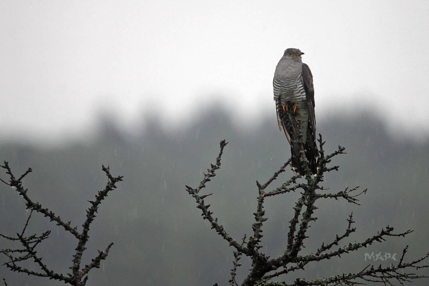 , Шангареев Марс