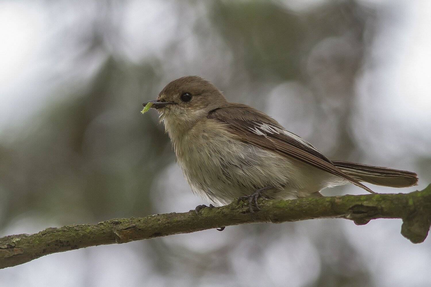 Мухоловка, пеструшка, Тесленко Игорь