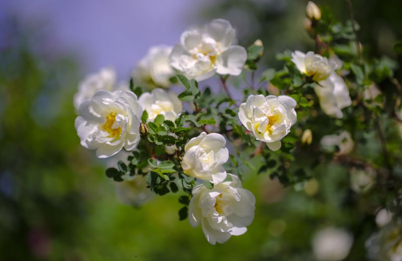 Шиповник. фото превью