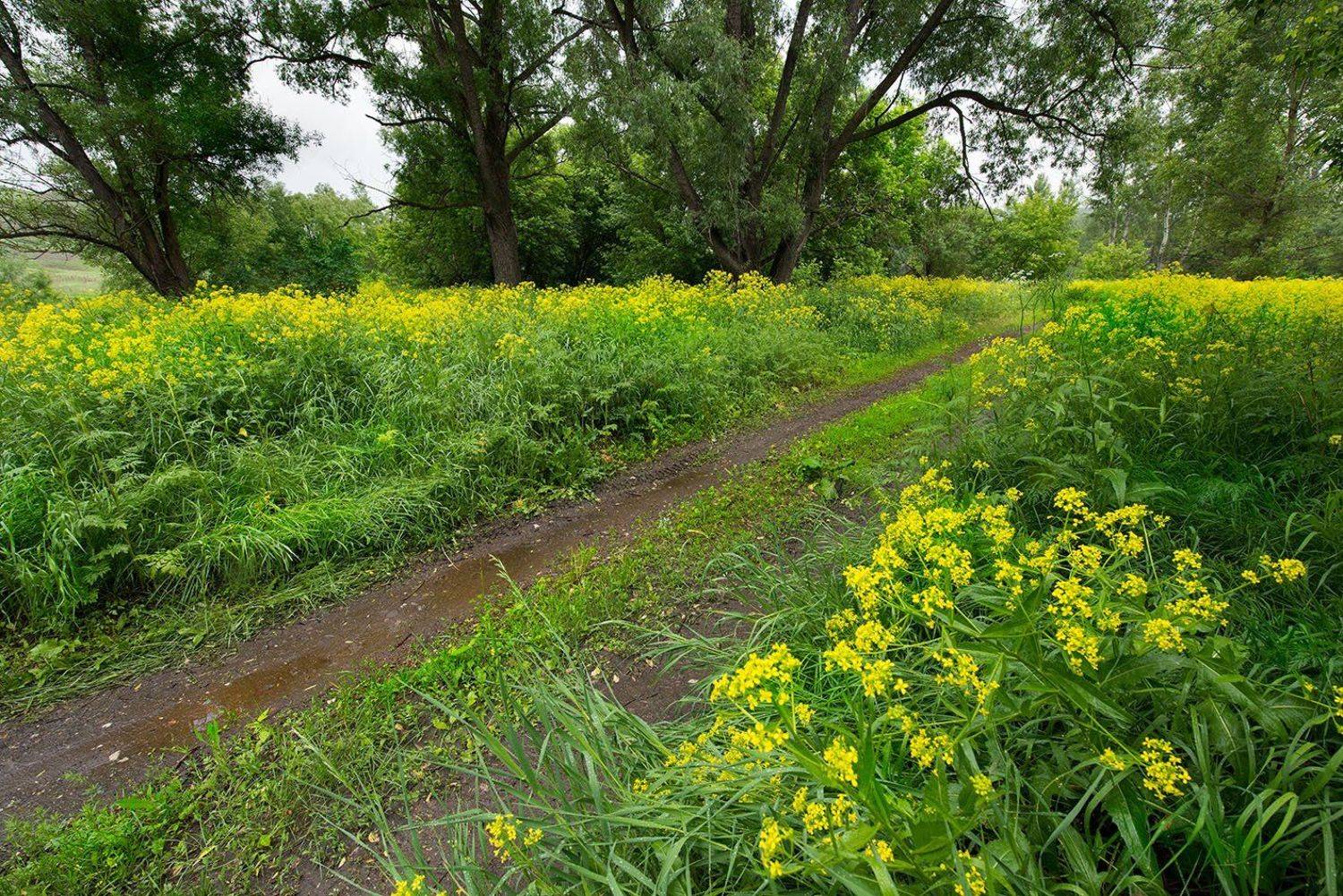 , Орлов Михаил