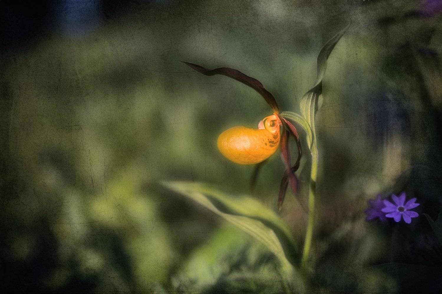 цветы, Дмитрий Дубиковский