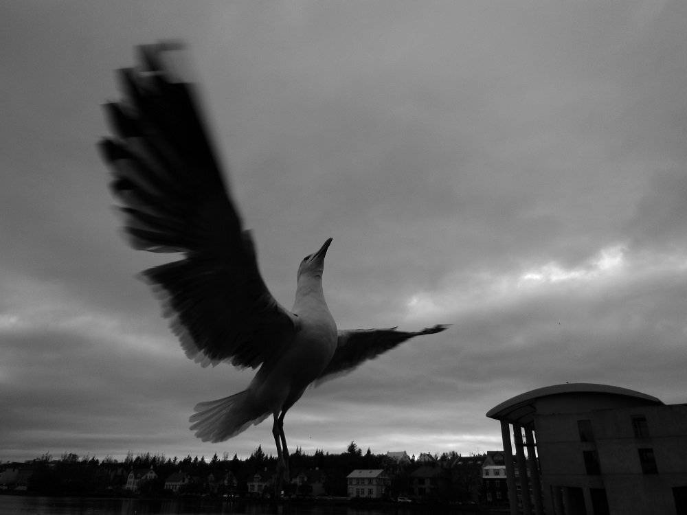 Animals, Bird, Blackandwhite, Nature, Ксения