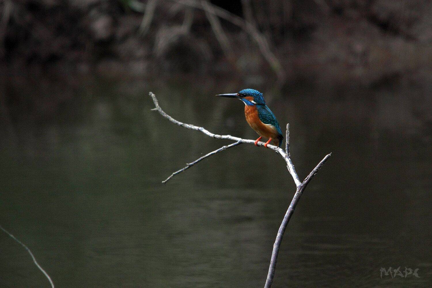 , Шангареев Марс