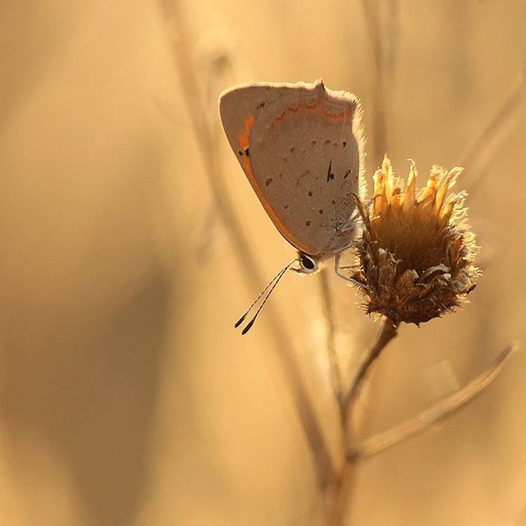 , Pawel Plucinski