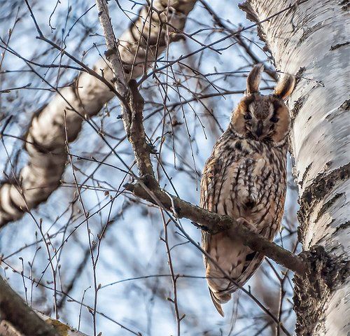 Неожиданная встреча