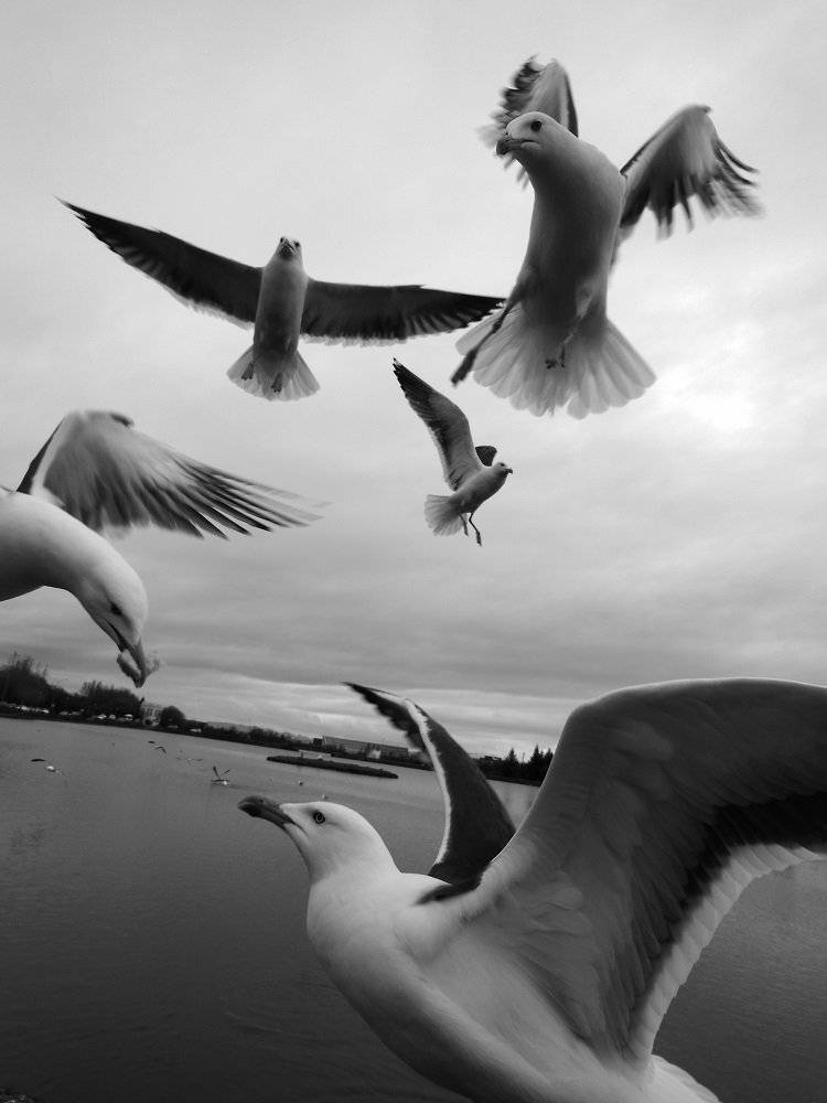 Birds, Blackandwhite, Nature, Ксения