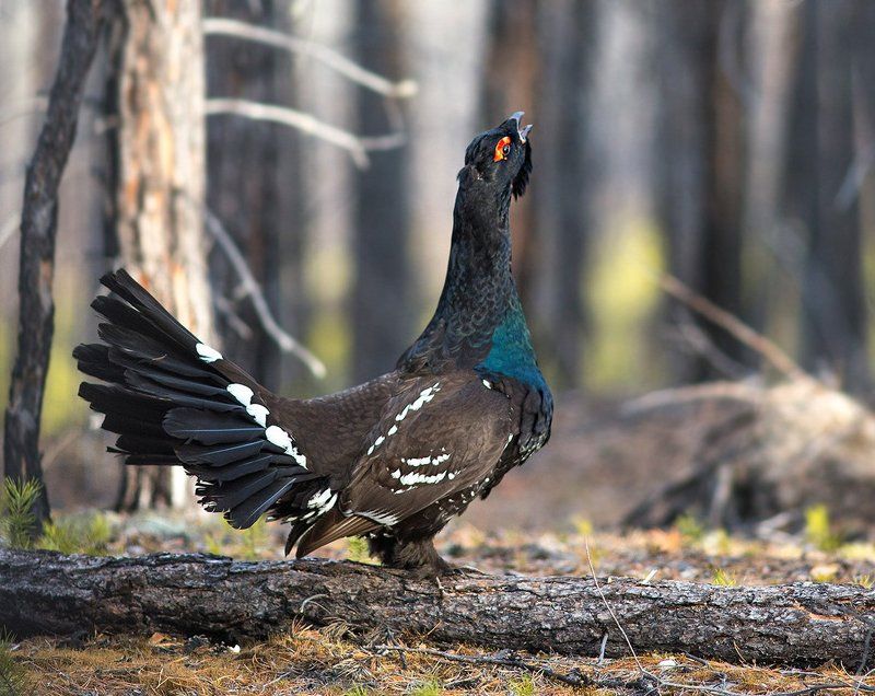Прислушивается... фото превью