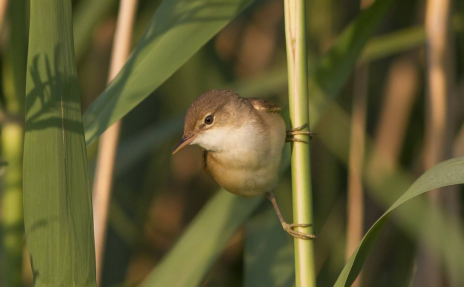 камышевка, камышовка, тростниковая, Тесленко Игорь