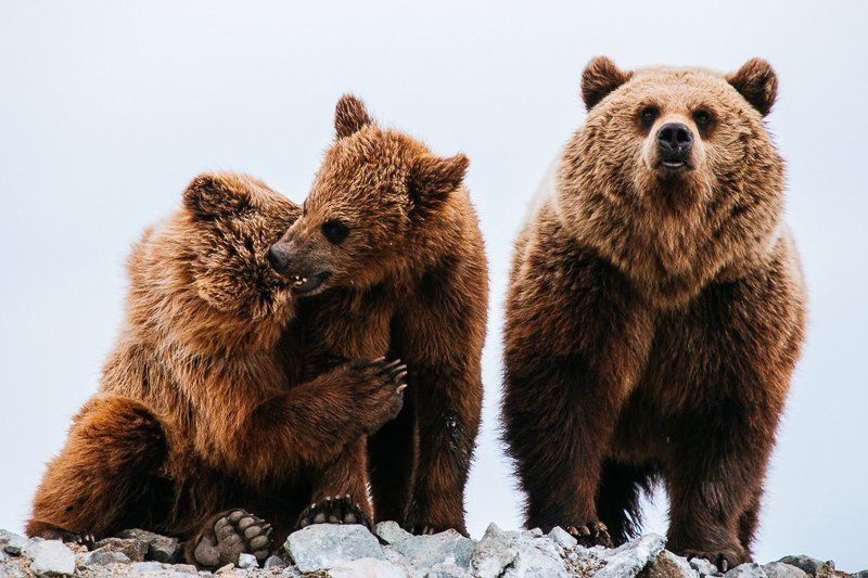 *** фото превью