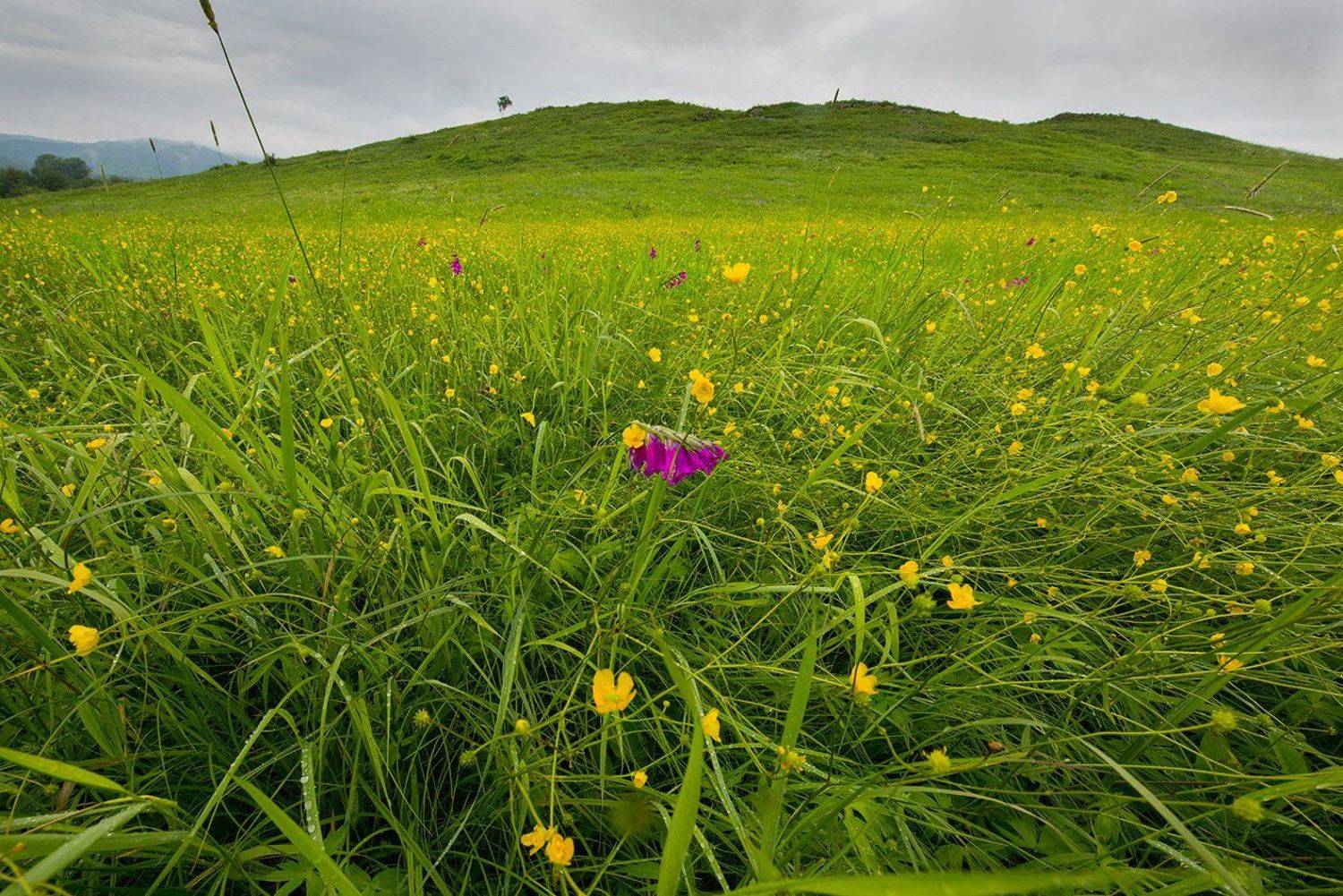 , Орлов Михаил