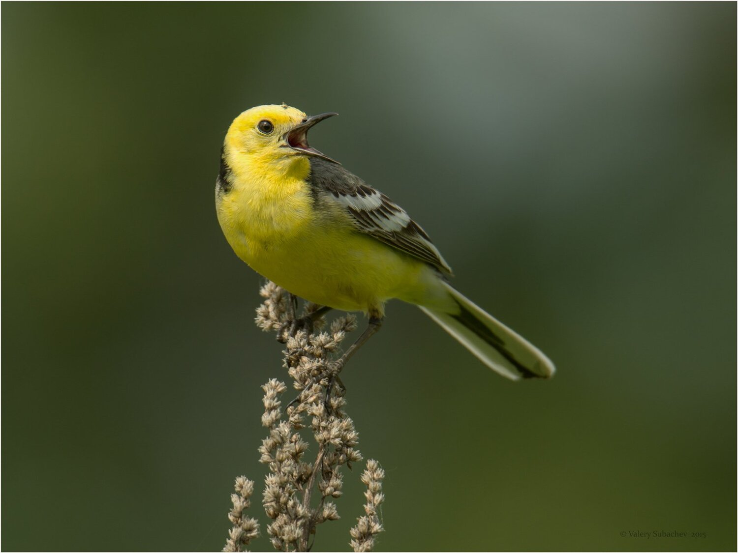 , Валерий Субачев