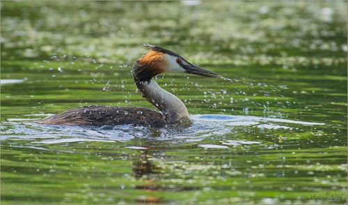 Экспрессия