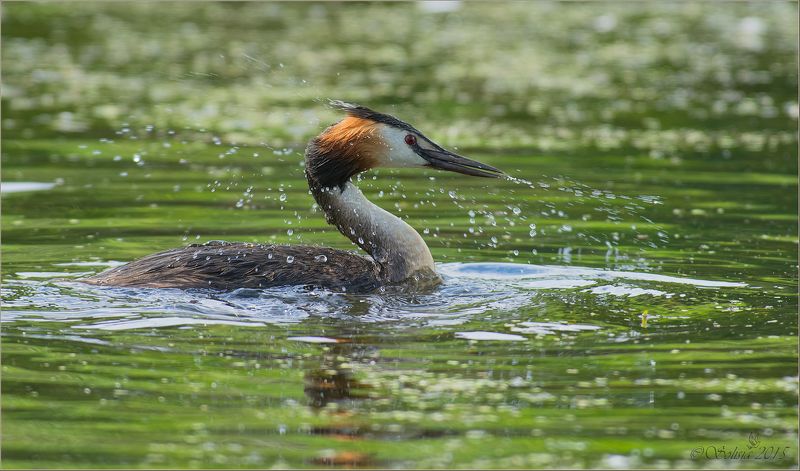 2015, Podiceps cristatus, Большая поганка, Июнь, Лето, Подмосковье, Природа, Птицы, Чомга Экспрессия фото превью