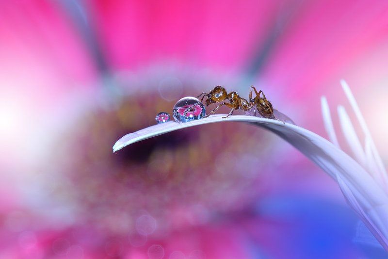 I have a Flower... фото превью