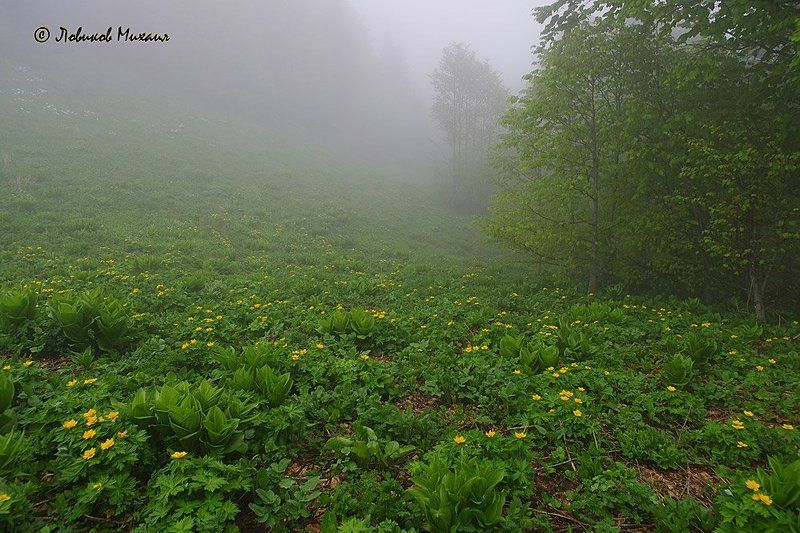 на опушке туманного леса фото превью
