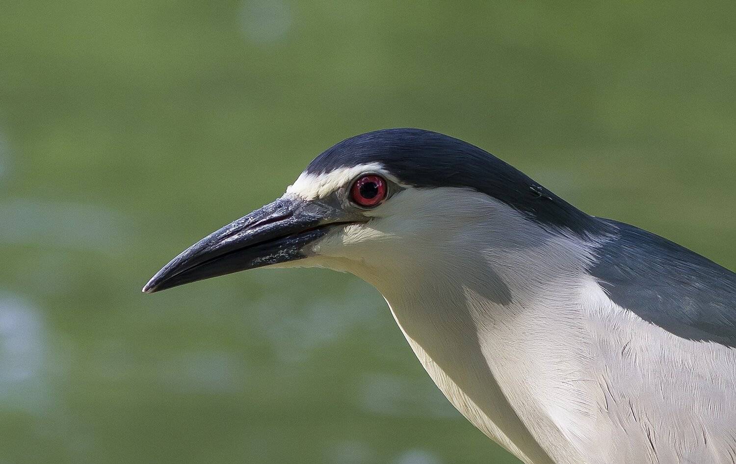 Кваква, цапли, голенастые, Тесленко Игорь