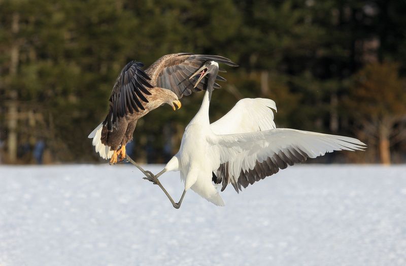 Японские журавли фото превью