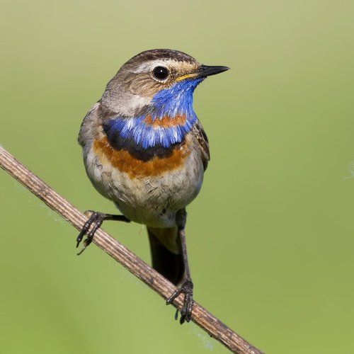 Bluethroat.