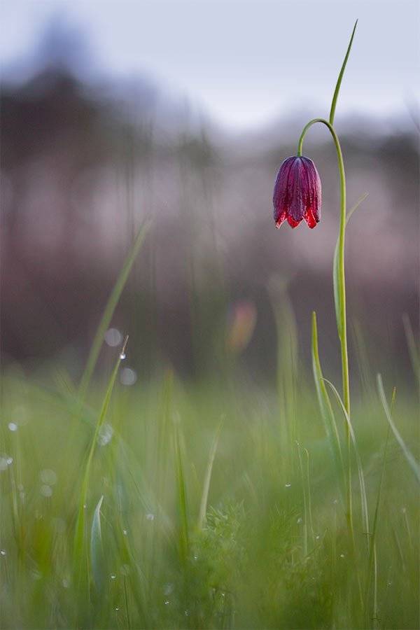 Fritillaria meleagro, Рябчик малый, Рябчик шахматовидный, Роман Рысь