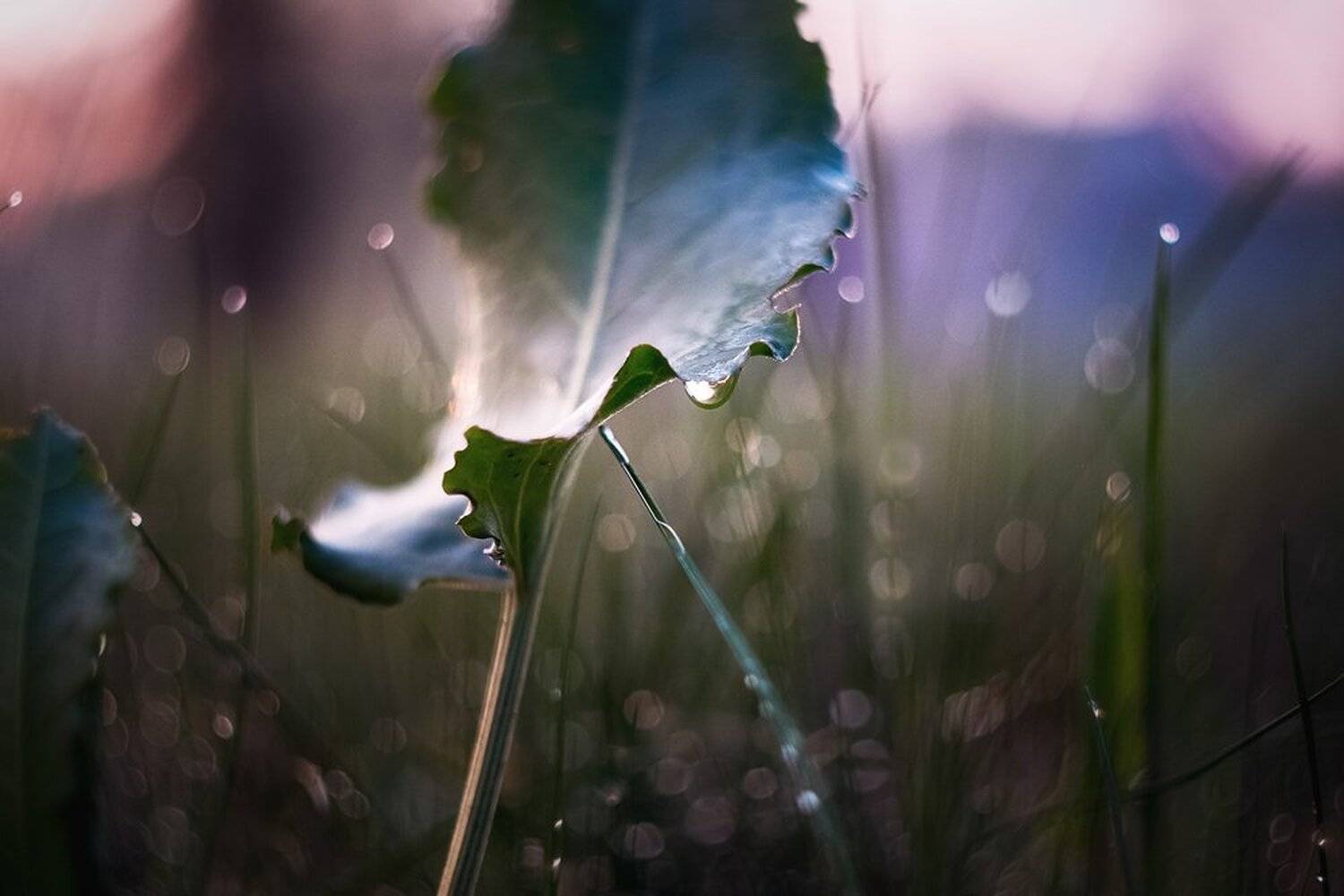 Макро, Макро красота, Макро фото, Роса, Утро, Александр Чорный