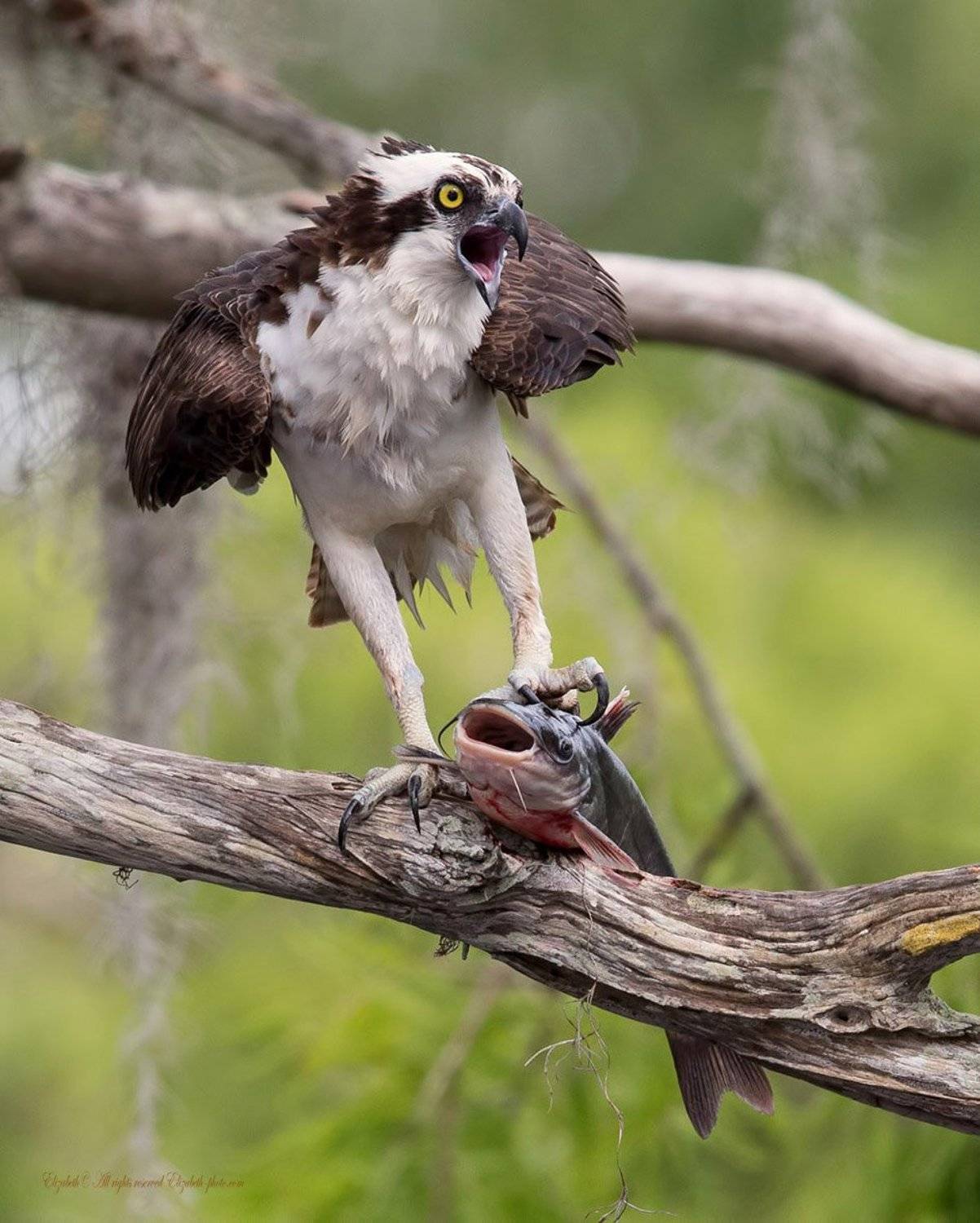скопа, osprey, florida, флорида, хищные птицы, Elizabeth Etkind