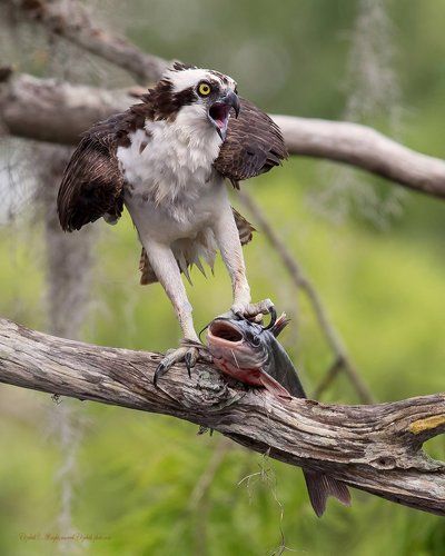 Скопа с  добычей - Osprey with Catfish