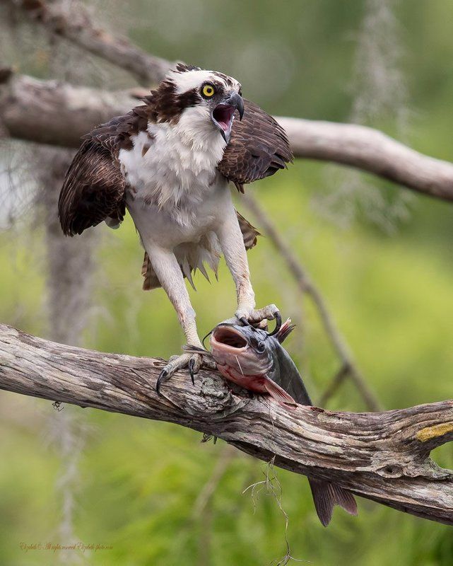 скопа, osprey, florida, флорида, хищные птицы Скопа с  добычей - Osprey with Catfish фото превью