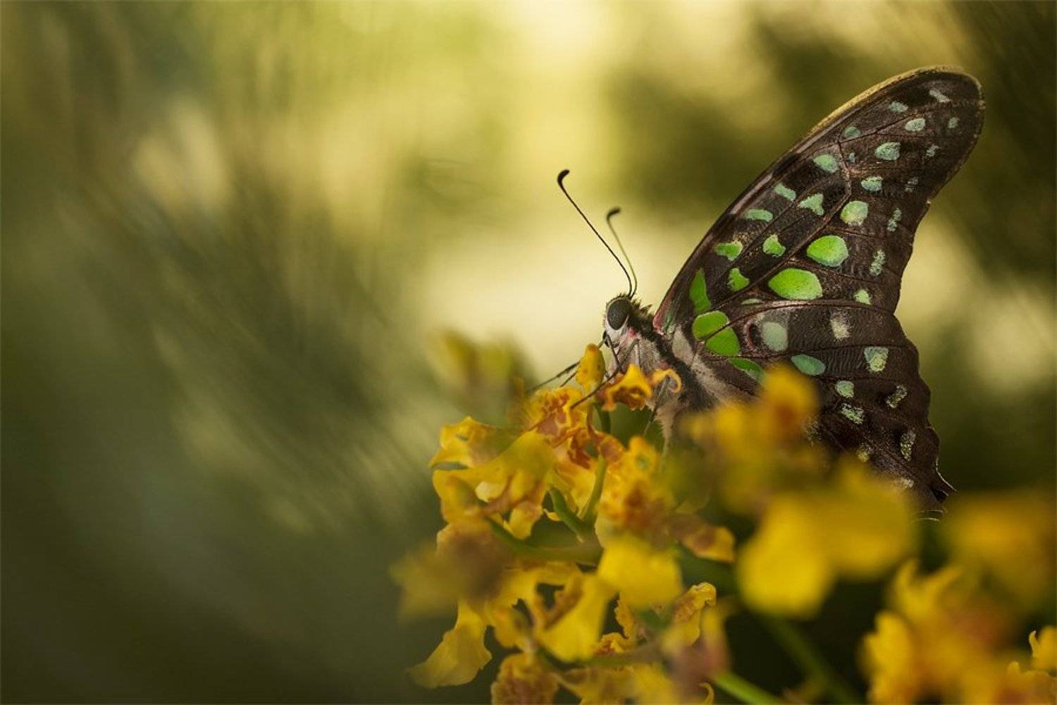 butterfly, orchid, flower, mood, Budi Gunawan