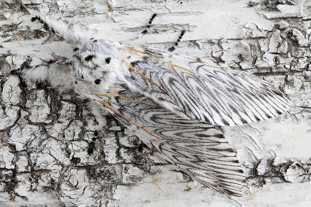 , Сергей Таланов