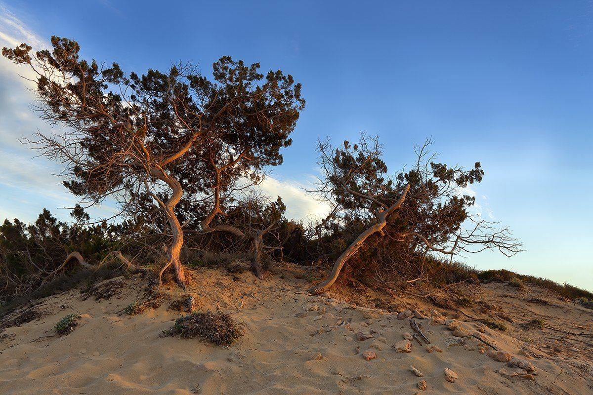 , Игорь Дубровский