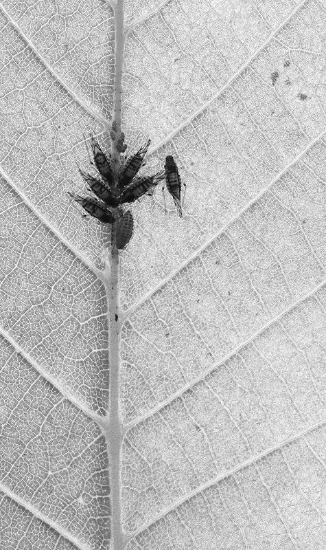 Тли фото превью