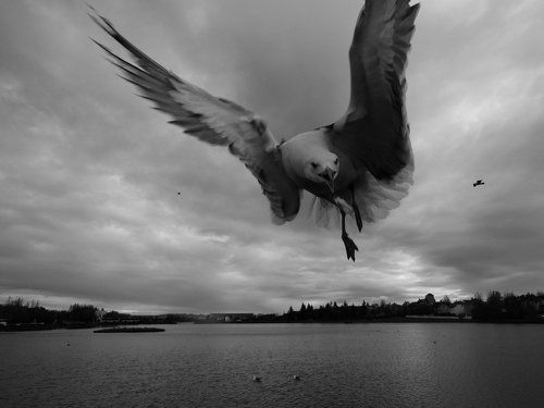 Закрывая крыльями небо